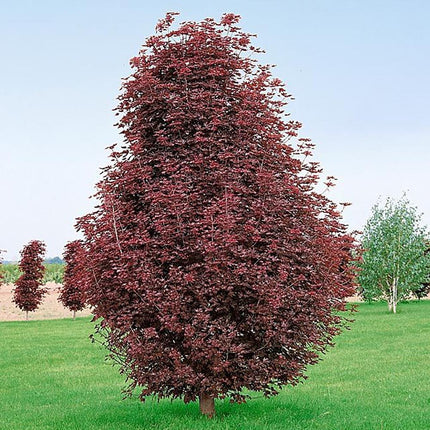 Artar Rosu Norvegian Crimson Sentry (Acer Platanoides) - 2 m inaltime
