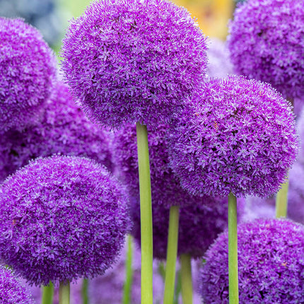 Alium gigant mov 3 buc