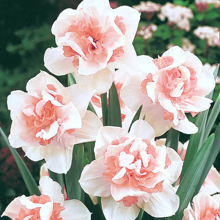 Colecția de narcise roz-25 bulbi pink daffodil