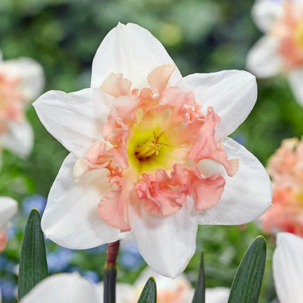 Colecția de narcise roz-25 bulbi pink daffodil