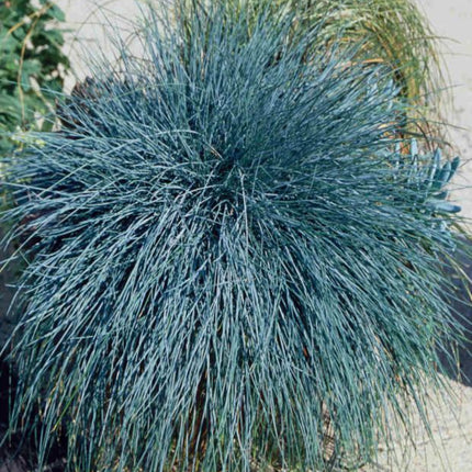 Iarba albastra (Festuca glauca Festina) - ghiveci