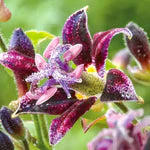 Tricyrtis hirta 'Raspberry Mousse'-crin brotacel japonez