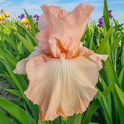 Iris 'Beverly Sills la ghiveci