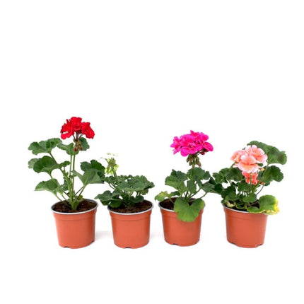 Set 5 muscate - Pelargonium Zonale