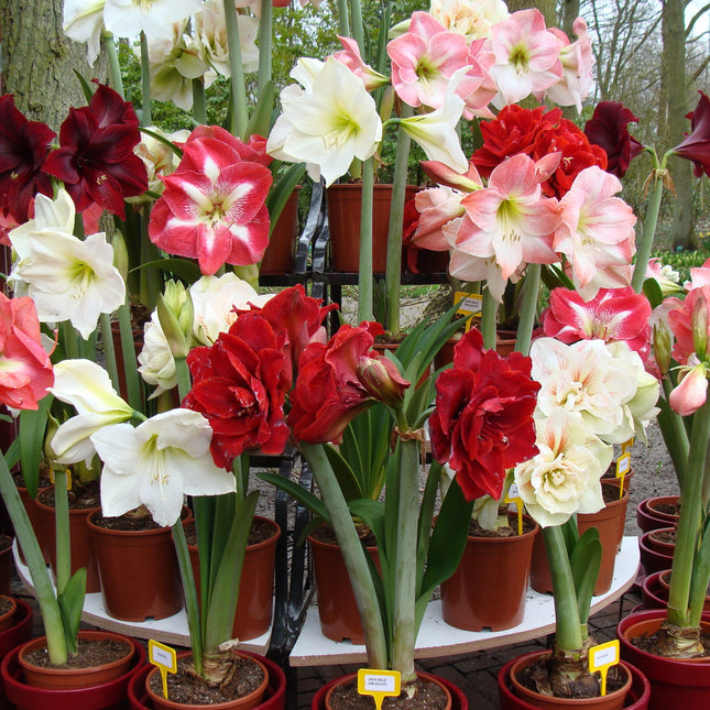 Bulbi de amaryllis mixt 3 bulbi