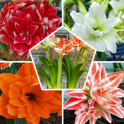 Amaryllis Double Collection 5 bulbi