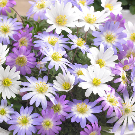Anemone Blanda Mix 50 buc