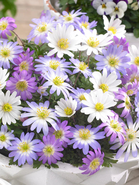Anemone Blanda Mix 50 buc