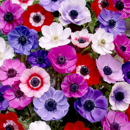 Anemone De Caen Mixed 50 buc