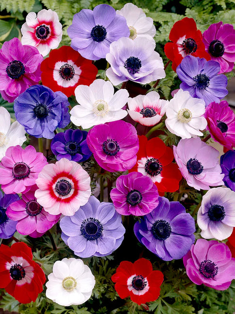 Anemone De Caen Mixed 50 buc