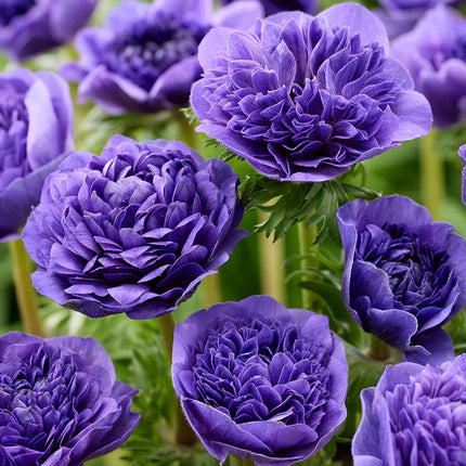 Anemone Fullstar Blue 10 buc