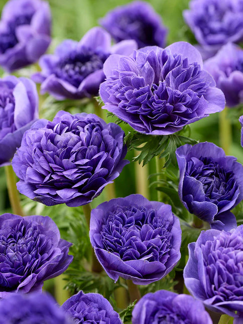 Anemone Fullstar Blue 10 buc