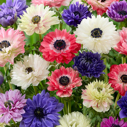 Anemone Fullstar Mix 50 buc