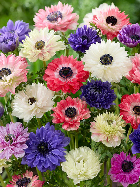Anemone Fullstar Mix 50 buc