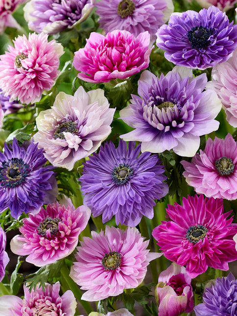 Anemone Fullstar Pastel Mix 50 buc