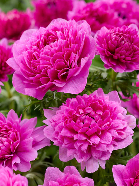 Anemone Fullstar Pink 10 Buc