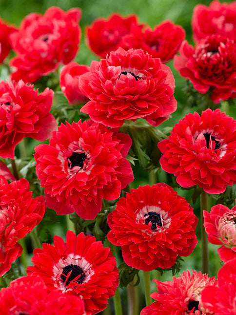 Anemone Fullstar Red 10 buc