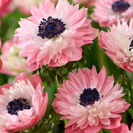 Anemone Fullstar Strawberry 10 buc