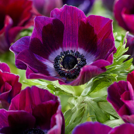 Anemone Galilee Bordeaux 10 buc