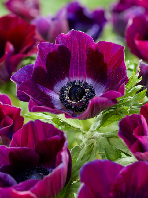 Anemone Galilee Bordeaux 10 buc