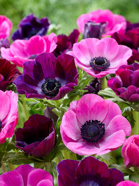 Anemone Pink Dusk Collection 50 buc