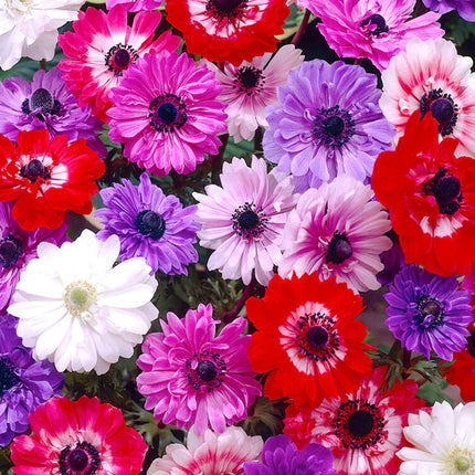Anemone St Brigid mix 50 buc