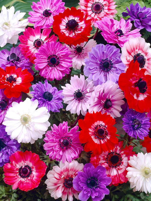 Anemone St Brigid mix 50 buc