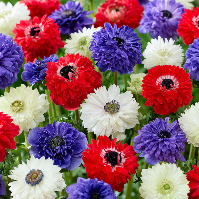 Anemone Stars And Stripes Collection 50 buc