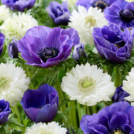 Anemone White Blues Collection 50 buc