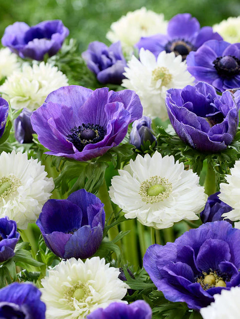 Anemone White Blues Collection 50 buc