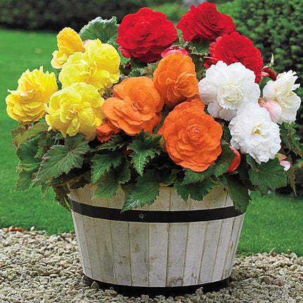 begonia mix 3 buc