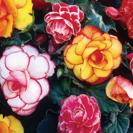 Begonia Picotee Bulbs Mixed 6 bulbi
