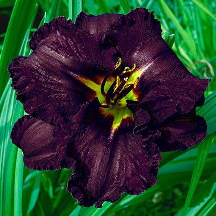 Black Stockings Reblooming Hemorocalis 1 buc