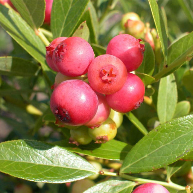 Afin Blueberry pink Lemonade – gust exotic și aspect deosebit