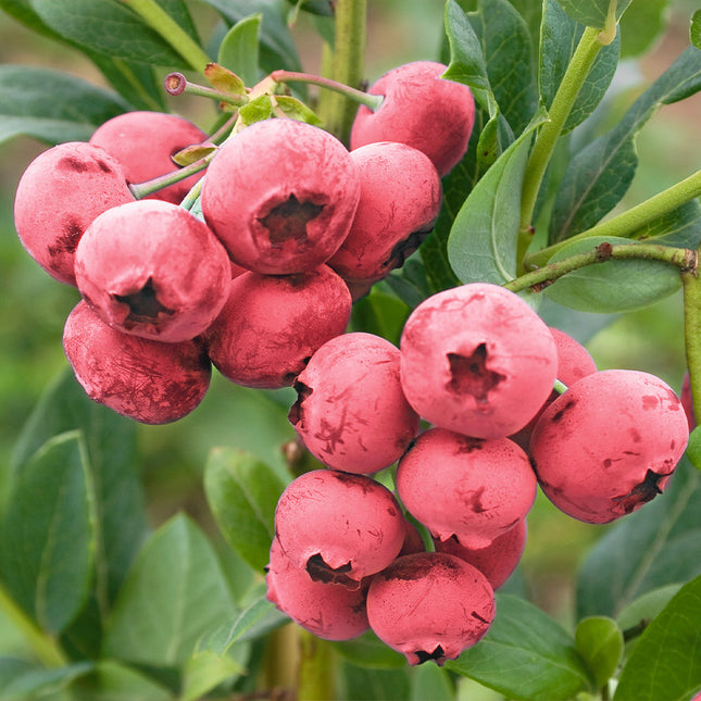 Afin Blueberry pink Lemonade – gust exotic și aspect deosebit