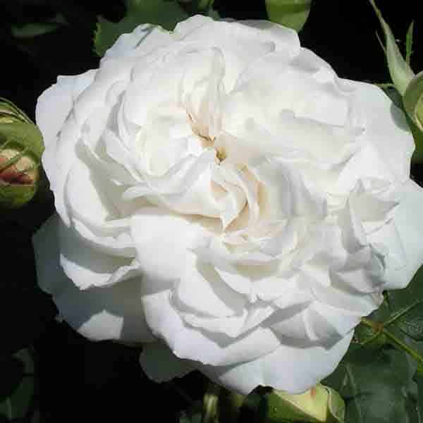 Boule de Neige PREMIUM