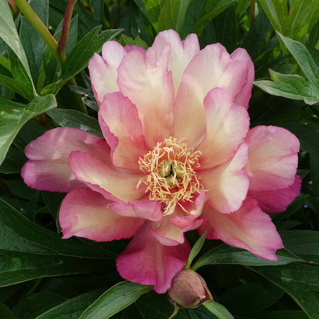 bujor itoh julia rose