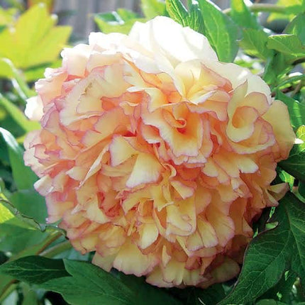 Bujor Kinkaku ARBUSTIV la ghiveci