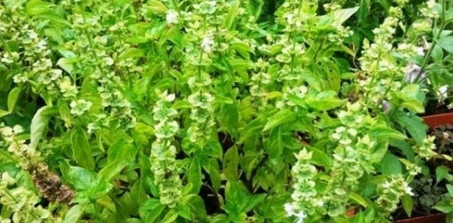 Busuioc cu aroma de lamaie la ghiveci