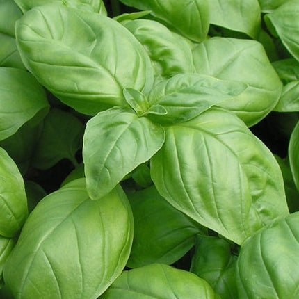 busuioc Genovese la ghiveci
