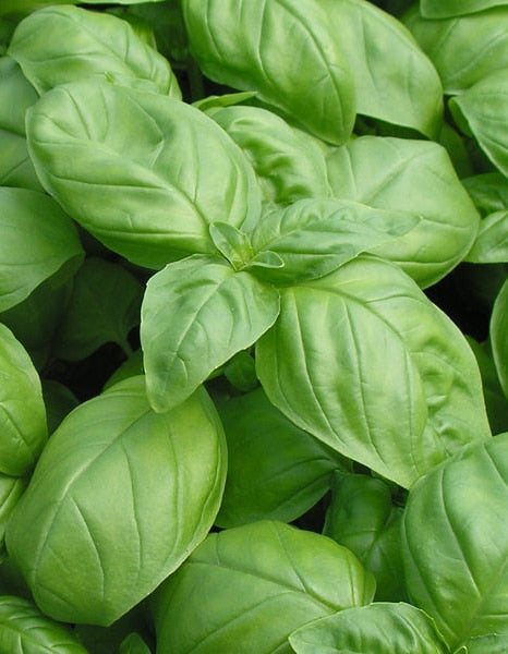 busuioc Genovese la ghiveci