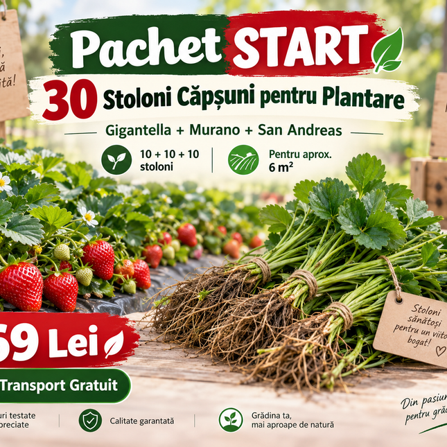 🍓 Pachet START – 30 Stoloni Căpșuni pentru Plantare – Gigantella + Murano + San Andreas – 10+10+10