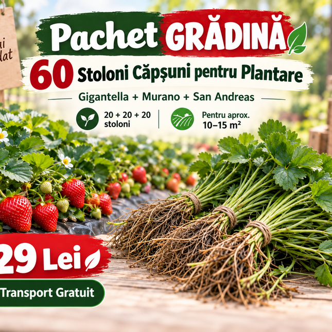 ⭐ Pachet GRĂDINĂ – 60 Stoloni Căpșuni pentru Plantare – Gigantella + Murano + San Andreas – 20+20+20