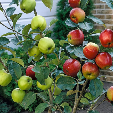 Măr DUO Bramley + Braeburn – 2 soiuri pe același pom