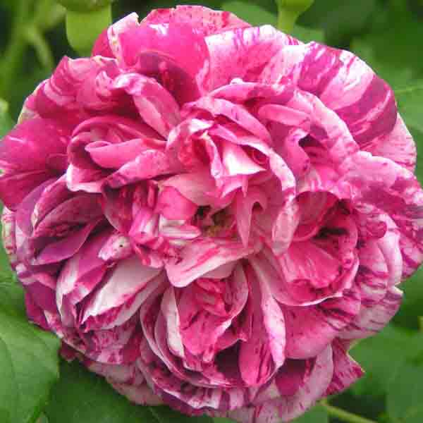 Commandant Beaurepaire PREMIUM