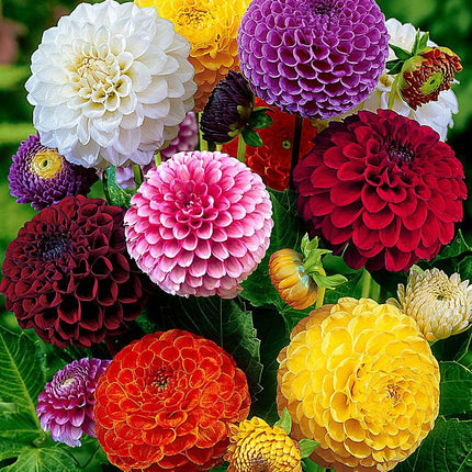dalia mix pompon 12 buc pe pachet