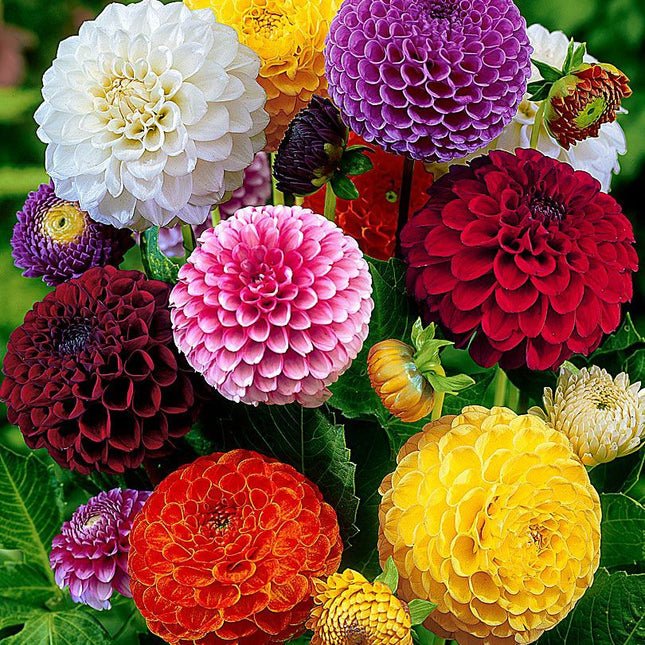 dalia mix pompon 12 buc pe pachet