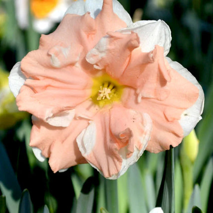 Daffodil Apricot Whirl 3 buc
