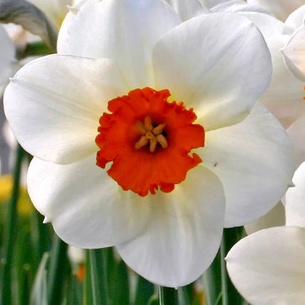 Daffodil Barret Browning 3 buc