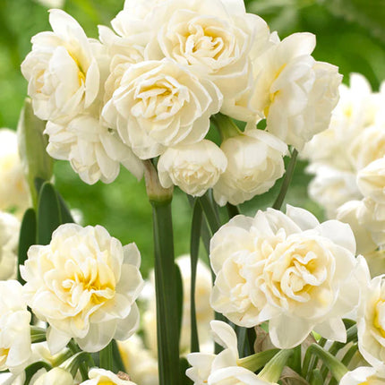 Daffodil Erlicheer 3 buc
